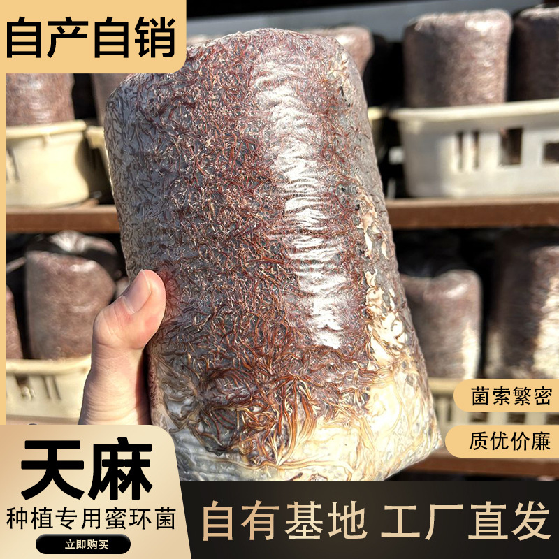 Жизнеспособность штаммов Agaricus Blazei и Gastrodia Elata сильная, их адаптивность широкая, они легко выращиваются и являются высокоурожайными и стабильными съедобными грибами, специально для высокоурожайного выращивания.