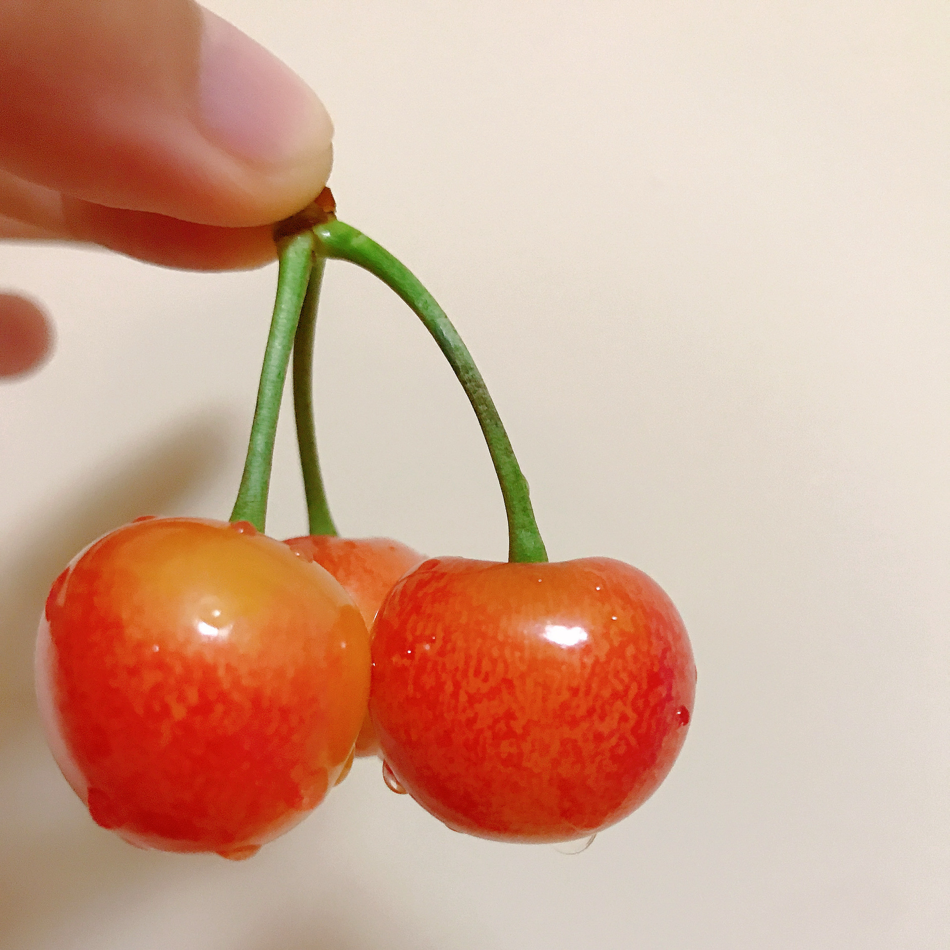 Shandong Yellow Cherry Open-air Yantai Citrine Yellow Honey Gold Rainey Cherry 5 Fruit Fresh