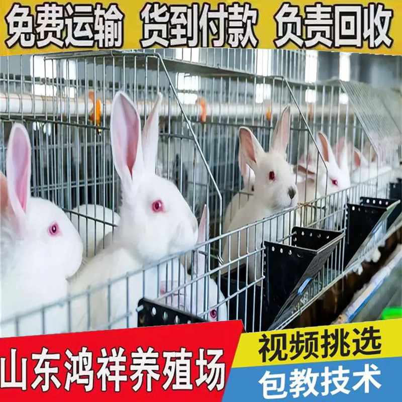 Shandong Hongxiang Meat Rabbit Seedling Base Supplies New Zealand Meat Rabbit Seedlings with Transport Meat Rabbit Seedlings Wholesale