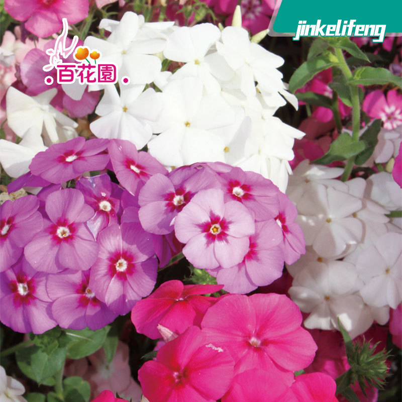 Short Pole Combination Four-Season Wildflower Combination Flower Seeds Cosmos Zinnia Flower Seeds Rural Flower Sea Scenic Area Florals