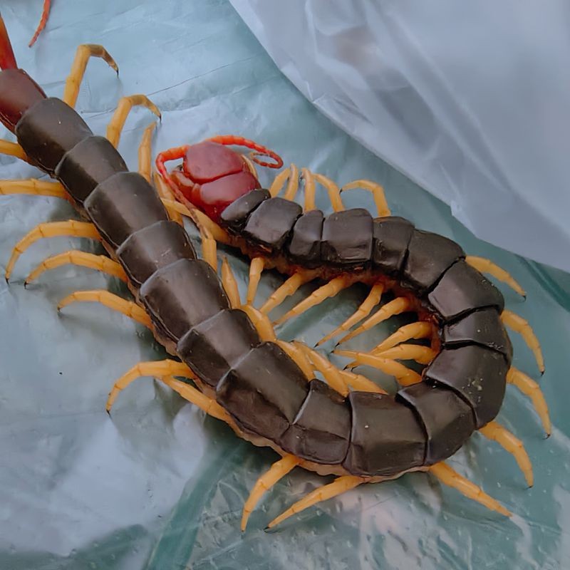 Arowana Live Food Hair Color Centipede Live Insect Fish Food Fighting Chicken Thrush Bird Feed Fresh Centipede Real Insect