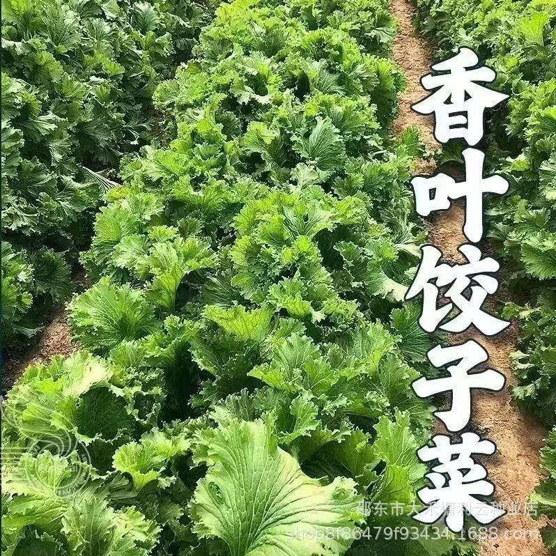 Selected delicious fragrant leaf mustard seeds coriander green rapeseed spring autumn winter four seasons balcony potted vegetable seeds