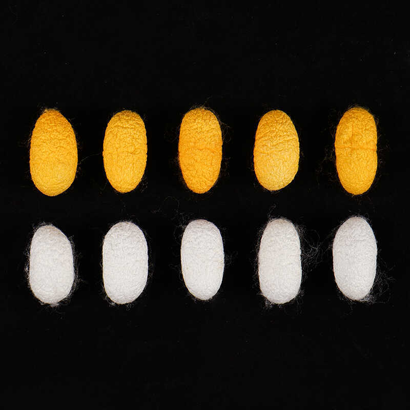 Natural mulberry cocoon drying complete with silkworm chrysalis golden cocoon student handmade DIY silk fan silk fan