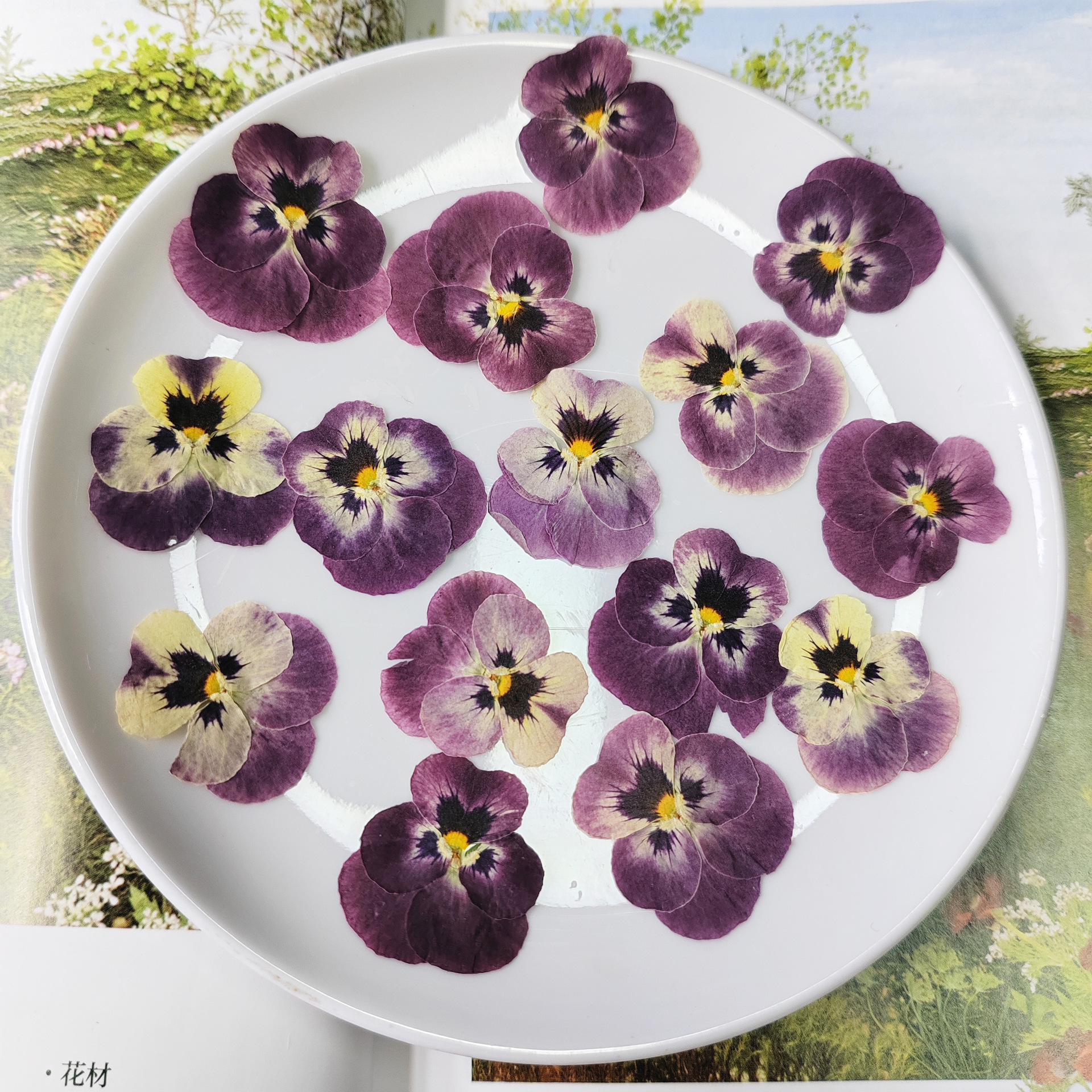 Viola Odorata Embossed Dried Flower Specimen DIY Bookmark Greeting Card Mobile Phone Case Glue Material Fan Table Lamp Sticker