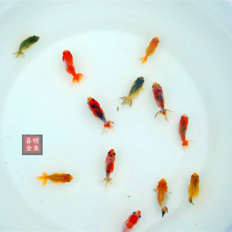 Goldfish Live Crane Top Red Lion Head Dragon Eye Goldfish Multi-Breed Mix and Match Goldfish Fry Transport Package Live