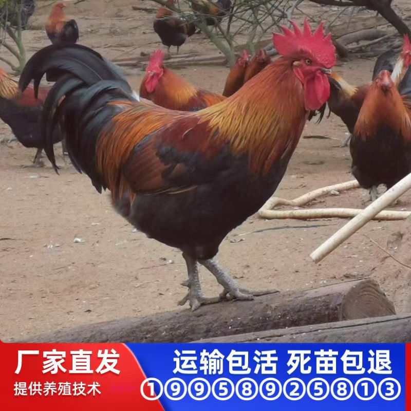 Оптовые саженцы черной яо, саженцы крупных красно-перых зеленоногих петухов, саженцы кур, живые животные печной курицы, саженцы маленьких красно-перых петухов