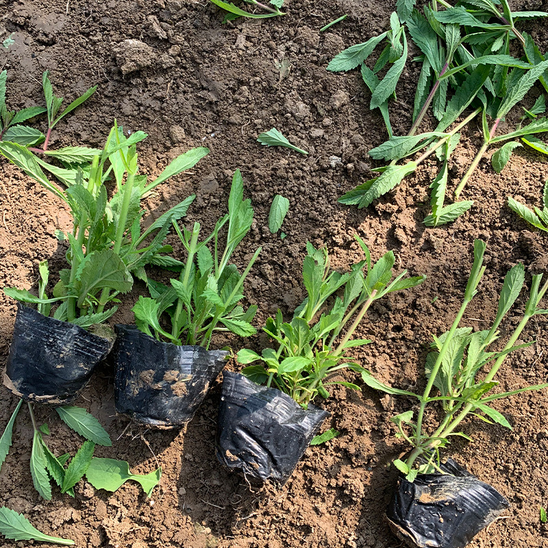 Verbena, Flower Sea, Landscaping Project Seedlings, Courtyard Community Greening, Perennial Grass Verbena Potted Plants