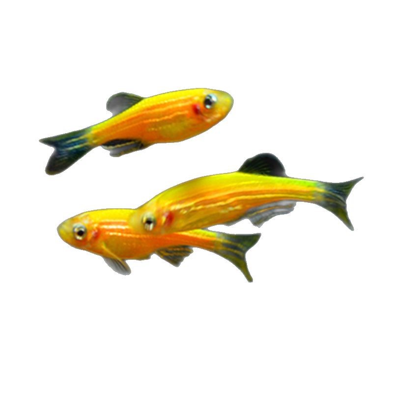 Lemon Zebrafish Live Fluorescent Zebrafish Tropical Fish Ornamental Fish Freshwater Fish Fishing Farm Special Price Live-resistant Good Raising