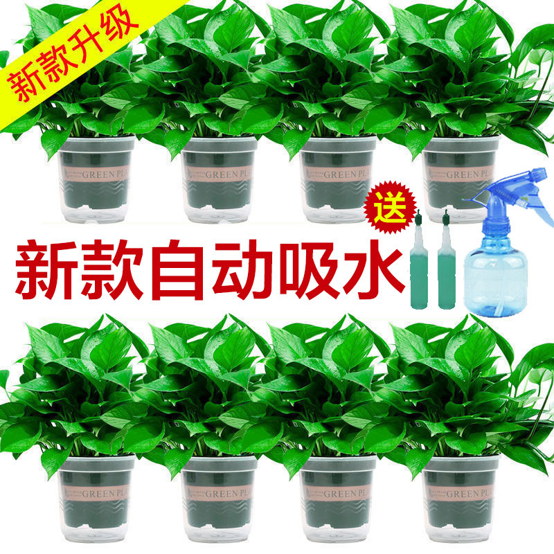 Green Radish Hydroponic Indoor Formaldehyde-Absorbing Green Plant Hydroponic Plant Long Vine Spider Orchid Evolution Air Green Radish Potted Plant Wholesale