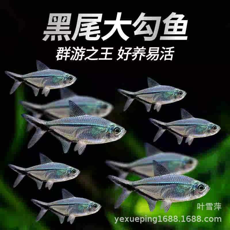 Черный хвост большой крючок рыба живая флаг маленькая фонарная рыба травяной аквариум групповой тур тропические декоративные рыбы прямая продажа с рыболовной фермы