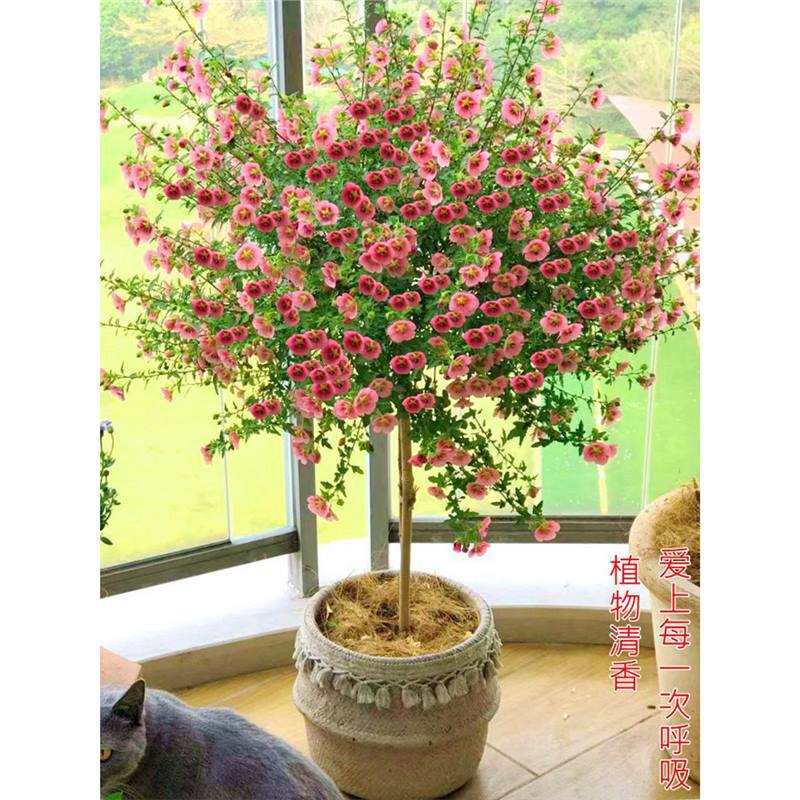 Маленькие саженцы гибискуса, цветы леденцы, цветение круглый год, хорошие для кормления саженцев