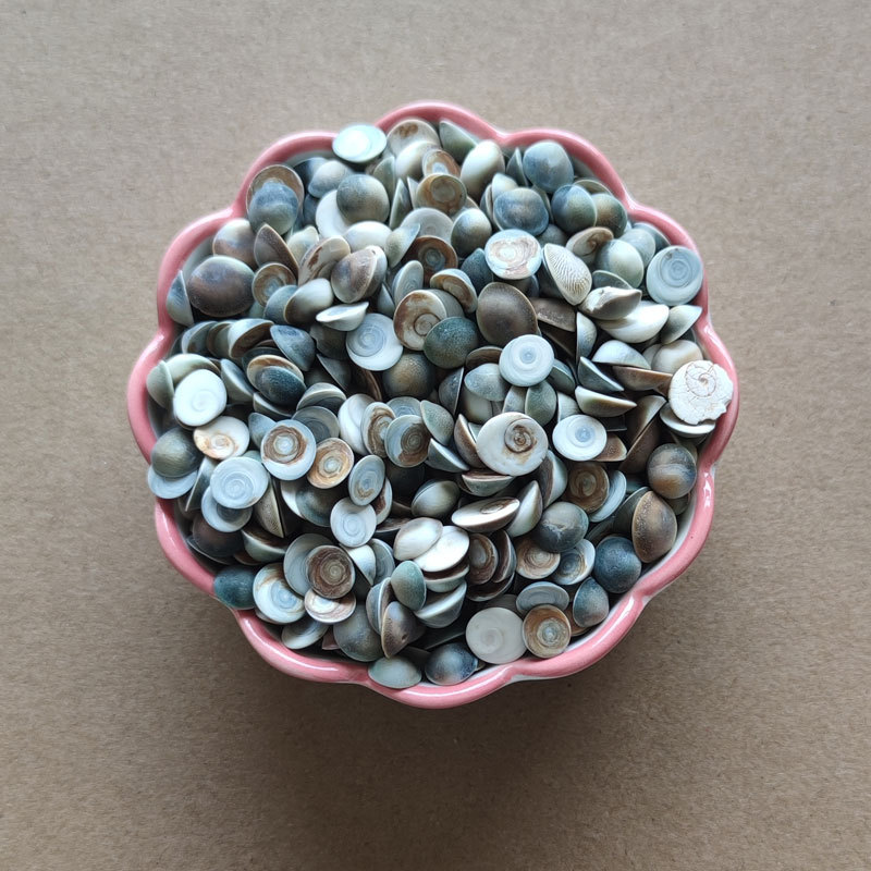 Sun Shell Trumpet Sun Shell Hard Shell Conch Shell diy Home Fish Tank Floor Collection Screw Cover 1-2cm