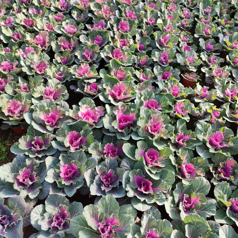 Potted Kalanchoe'Pigeon Series' - Red and White Winter Seasonal Grass Flower, Cold and Drought Resistant, Qingzhou Flower Kalanchoe