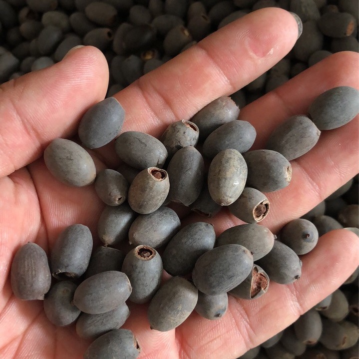 Four Seasons Flowering Bowl Lotus Seeds Hydroponic Plants Flowers Indoor Courtyard Fish Tank Aquatic Lotus Lotus Seedlings Lotus Water Lilies Potted Plants