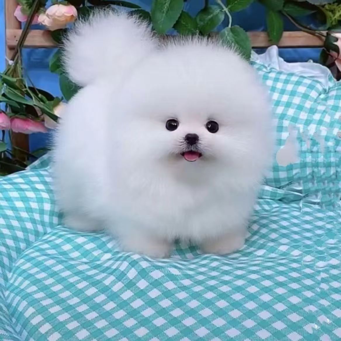 Purebred Pomeranian Puppy Live Pomeranian Teacup Dog Pomeranian Pet Puppy Dog Pomeranian Small Mini Companion Dog