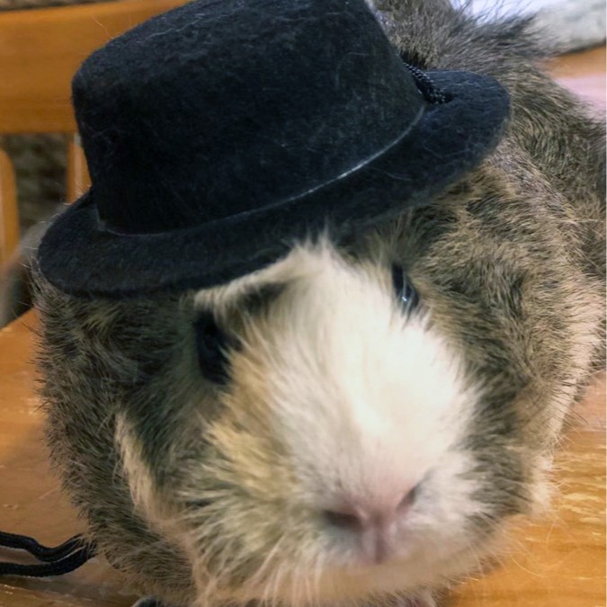 [Small wholesale] Pet Rabbit guinea pig guinea pig Chinchilla hedgehog hat small hat holiday transformation set