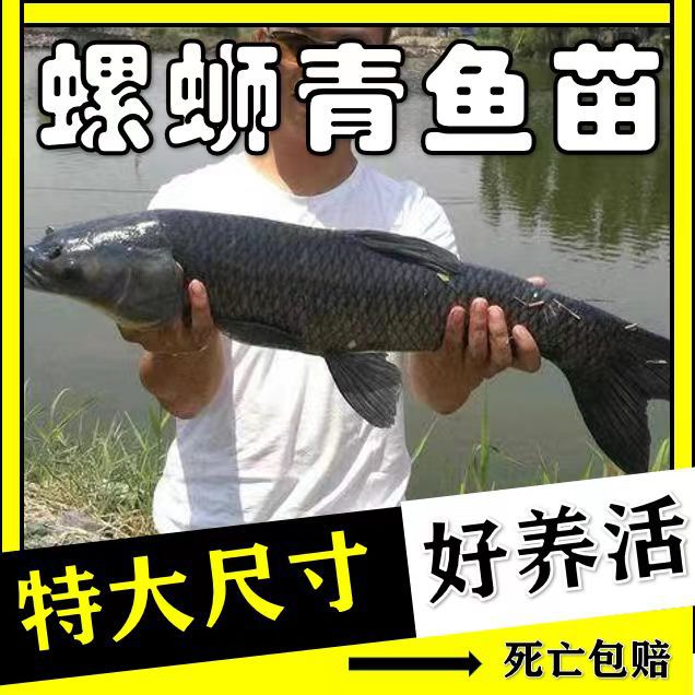 Large Herring Fry, Extra Large Snail Herring, Half a Pound of Black Anhui Fry, Grass Carp Fry, 20cm Freshwater Cultured Crucian Carp