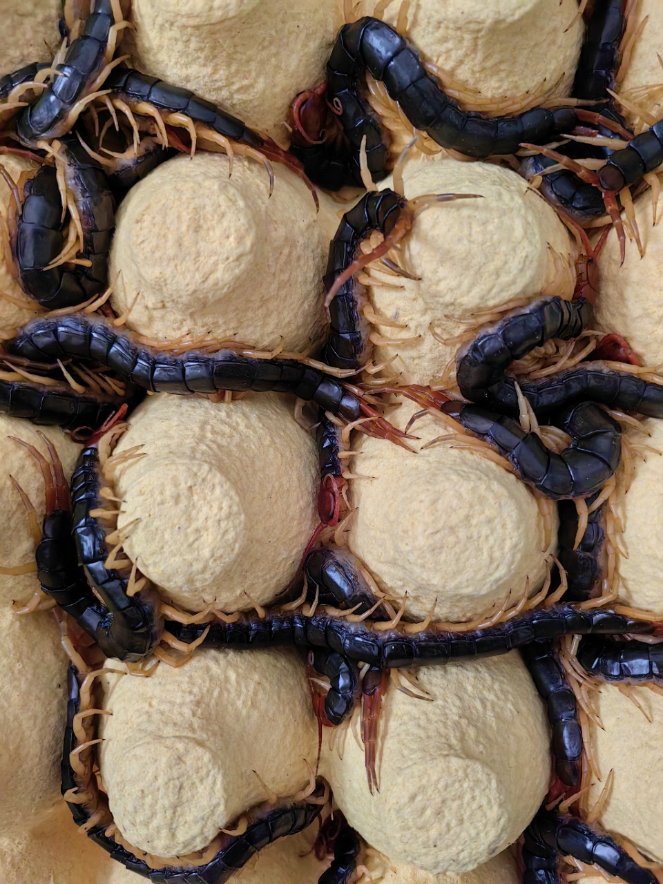 Scorpion Soil Element Live Insect Centipede Arowana Hair Color Centipede Arowana Live Feed Red-Headed Centipede Soaked in Wine Centipede