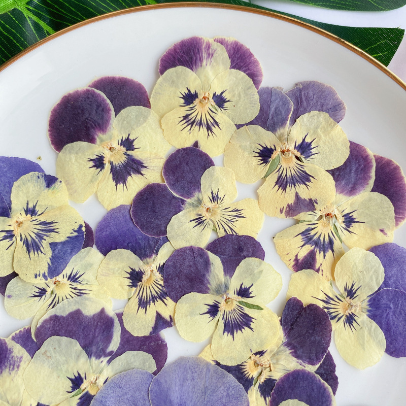 Pansy Fragrant Pansy Dried Flower Embossed Plant Specimen Wholesale Baffed Flower Real Flower Nail Art Face Decorative Flower Photo Frame Table Lamp