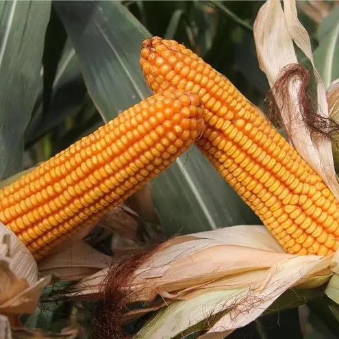 Hybrid Maize Seeds Approval in 2023 Red Axis Can Dew D699 Hybrid Maize Seeds