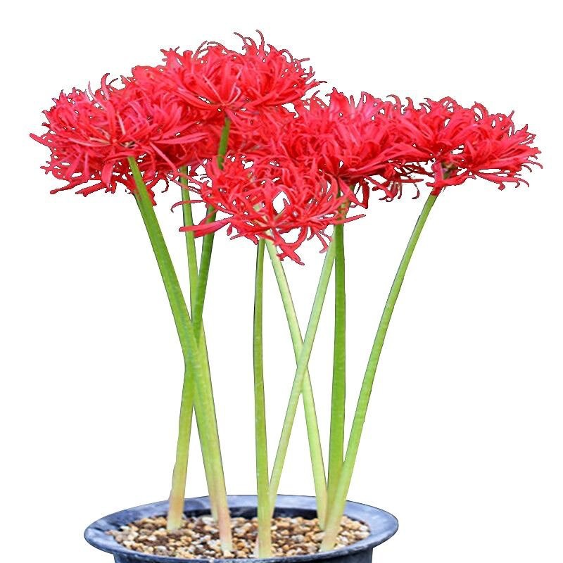 Оптовая база семян Бяньхуа, манчжурская лилия, горшечные луковицы Бяньхуа, цветы ликориса, комнатные цветы на все сезоны