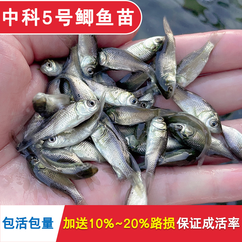 Zhongke No. 5 Crucian Carp Fry, Large Variety of Golden Crucian Carp Fry, Live Freshwater Fish Fry, Native Crucian Carp Fry, White Crucian Carp, Xiangyun Crucian Carp