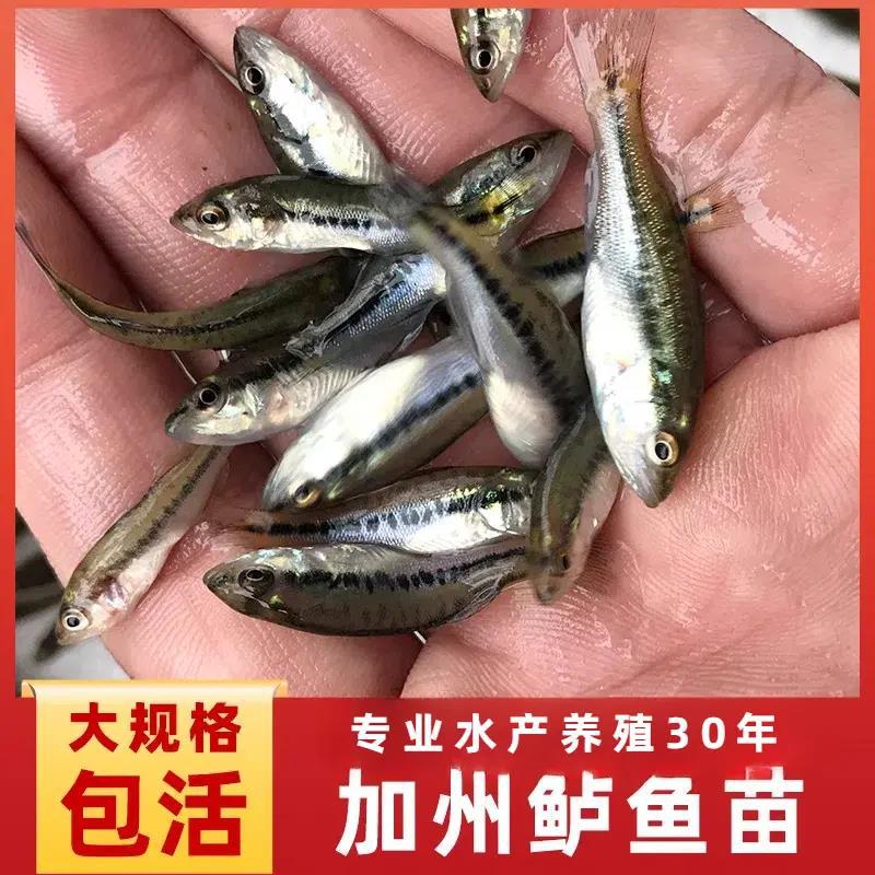 California Bass Fry Freshwater Cultured Large Bass Luya Large Mouth Black Bass Excellent Bass Cultured Fry