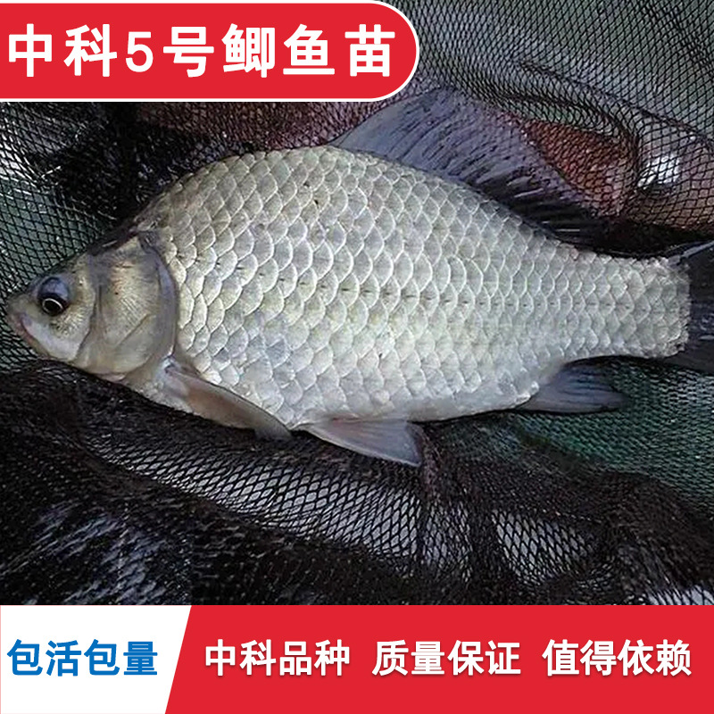 Zhongke No. 5 Crucian Carp Fry, Large Variety of Golden Crucian Carp Fry, Live Freshwater Fish Fry, Native Crucian Carp Fry, White Crucian Carp, Xiangyun Crucian Carp