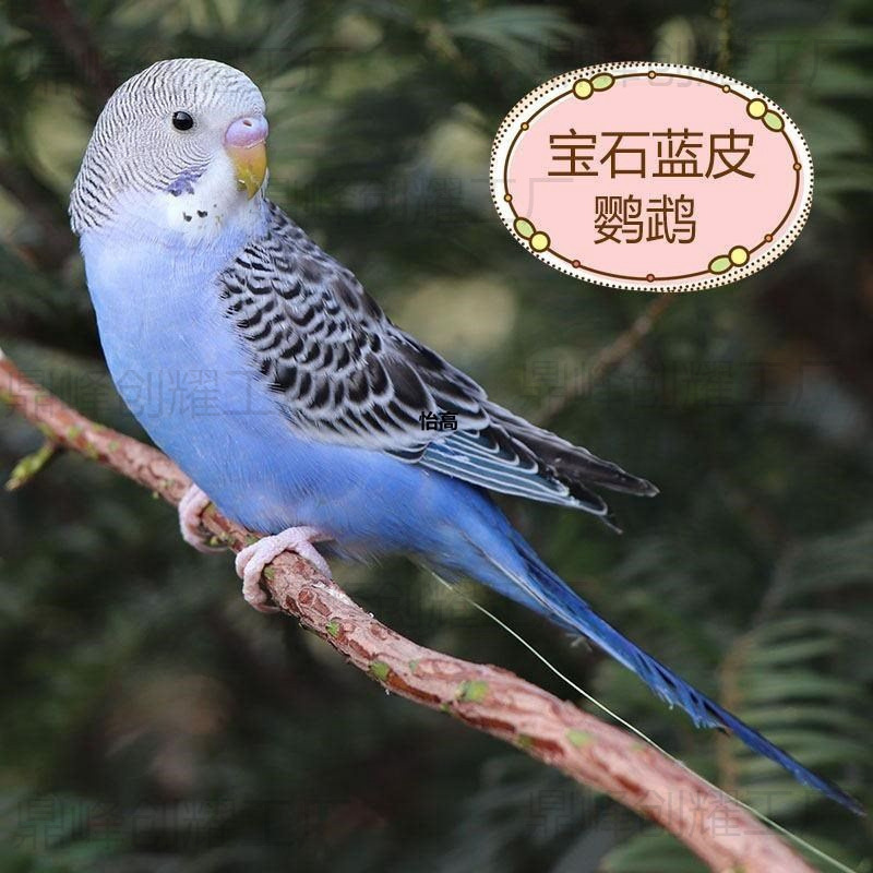 Parrot Live Bird, Budgerigar, Small Bird, Live Bird, Talking Bird, Live Bird Pet, Cockatiel, Lovebird