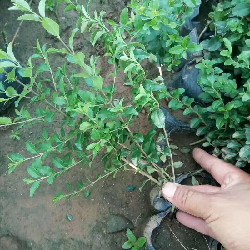 Small-Leaf Ligustrum Seedlings Are Evergreen in All Seasons. Small-Leaf Ligustrum Greening Project Color Slope Protection Clusters. Golden-Leaf Ligustrum Potted Plants