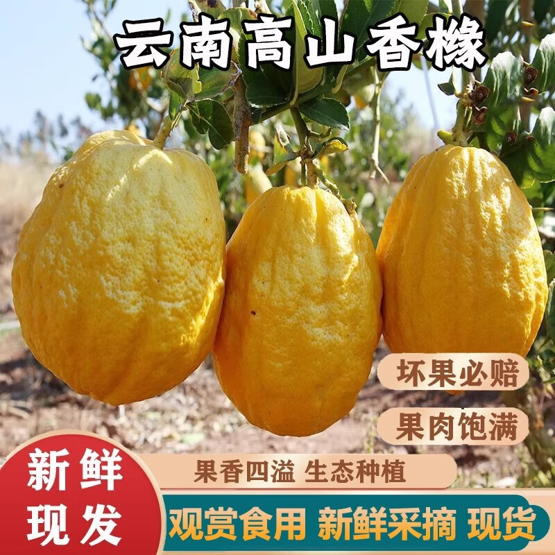 Fresh Citrus Medica Fruit from Yunnan, Large Citrus Medica Fruit, Fresh Citrus Medica Fruit, Bergamot Fruit, Farm-Grown Fresh Citrus Medica Fruit 2.5kg