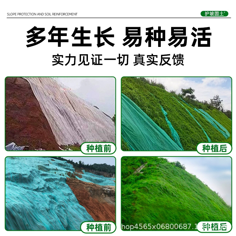 Slope Protection Lawn Grass Seeds, Evergreen All Year Round, Dog Tooth Root, Manila Carpet Grass, Courtyard Greening, Rye Grass Turf Seeds