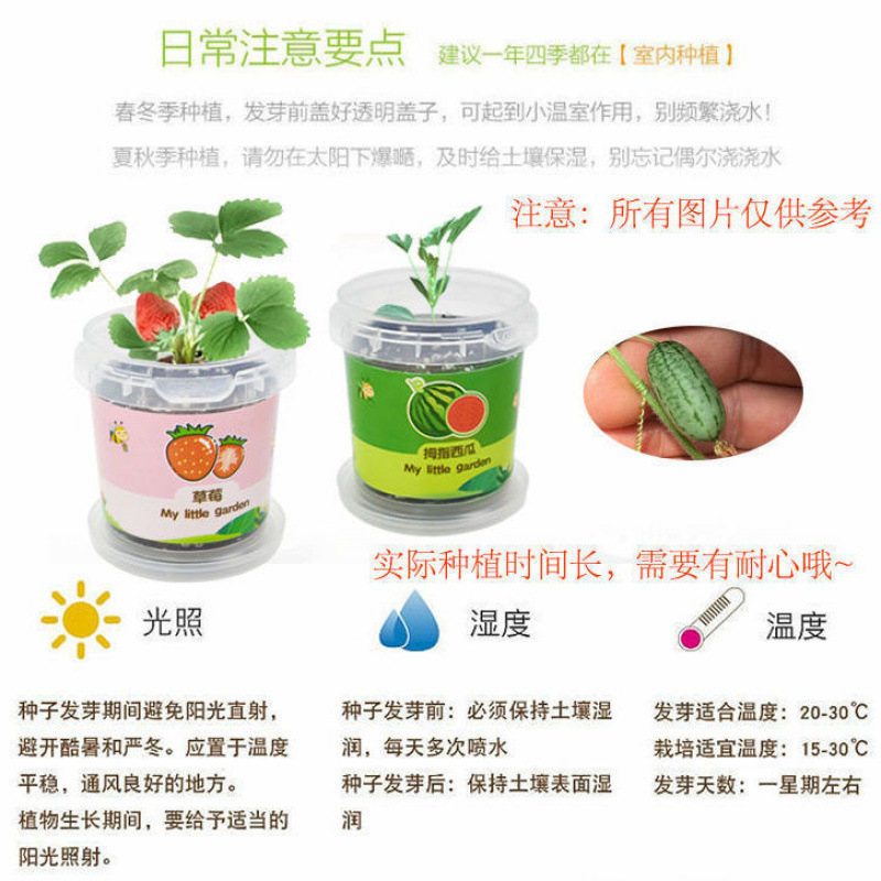 Children's Potted Plants, Creative Plants, DIY Birthday Office Balcony Sun Room, Cute Seeds Wholesale