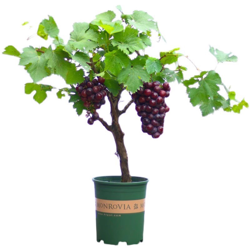 [2 Gallon Pot] Sichuan Grape Seedlings Rose Fragrance Queen Basin Planting Courtyard Planting Fruit Tree Seedlings