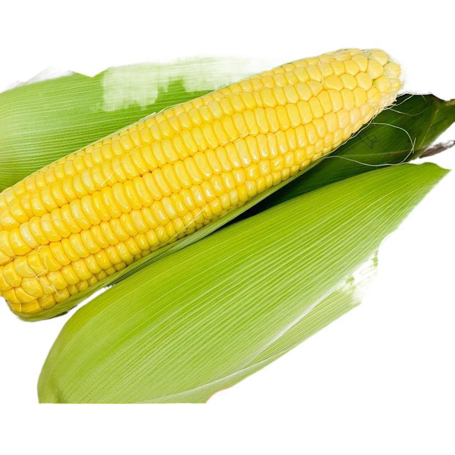Free Shipping, Lightning Delivery, Fresh Fruit Corn, Freshly Picked Sweet Corn on the Cob, Raw Milk Popcorn, Other