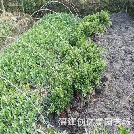 Spring Cuckoo, Summer Cuckoo, Western Cuckoo, Base Direct Supply of Ground Cover Plants, Various Plant Greening