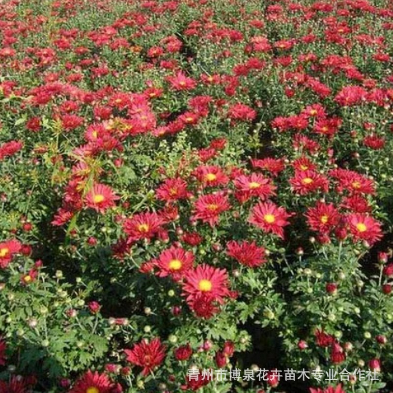 Base Wholesale National Day Chrysanthemum Two-Color Cup Potted Seedlings Flower Arrangement Rental Flower Festival Flower Sea National Day Chrysanthemum