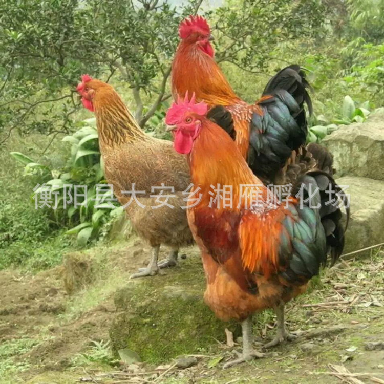 Large Green-Footed Hemp Broiler Chicken, Hatching Chicken, Red Crown, Red Hair, Big Rooster, Green-Footed, Fast-Growing, Long-Speed, Small Live Seedlings