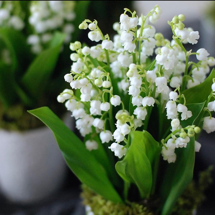 Lily of the Valley Seedlings with Buds, Strong-Scented Florals and Green Plants, Balcony Home Florals, Perennial Cold-Resistant Plants, Lily of the Valley Roots