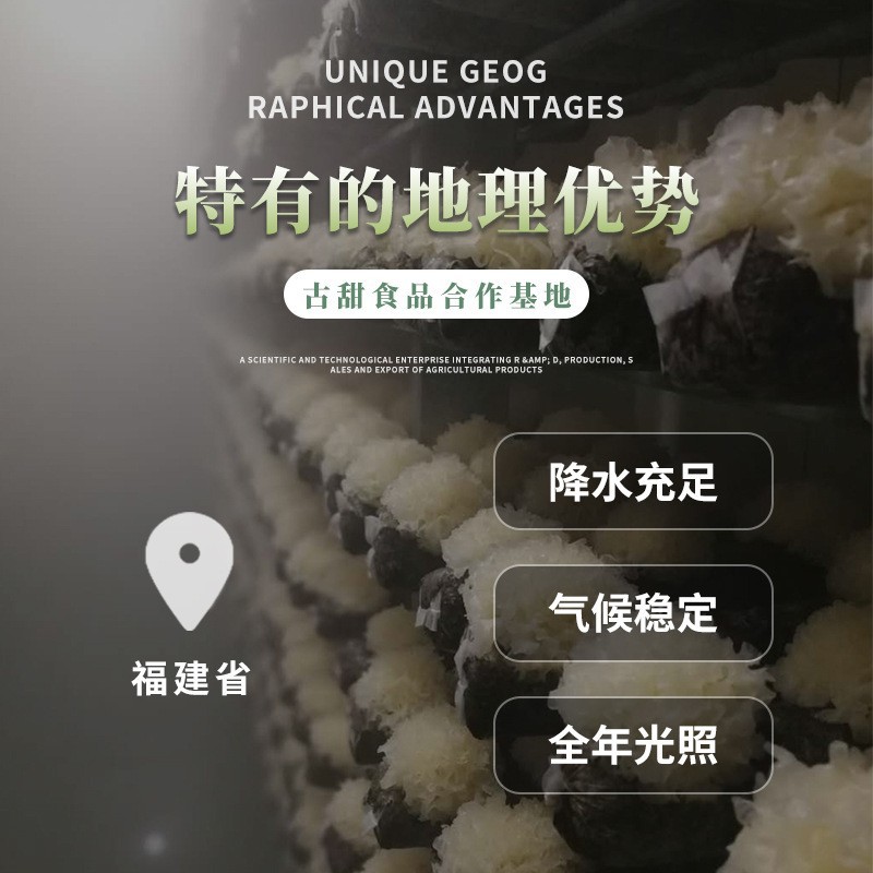 [Gu Tian] Fresh Hydrangeas 1kg White Flowers Dried Hydrangeas Clear Water Hydrangeas