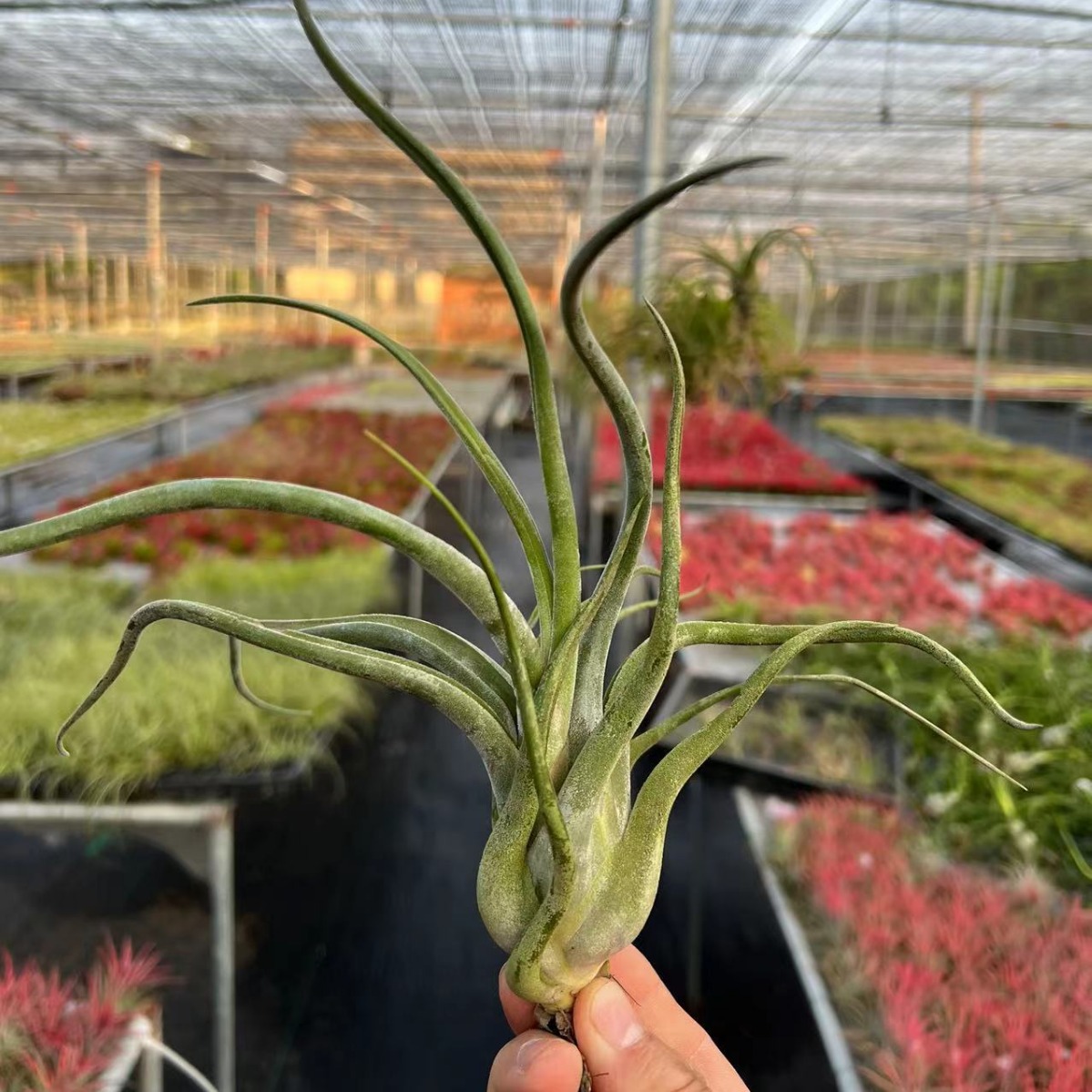 Air Pineapple Soilless Plant Lazy Plant Air Pineapple Shape Enchanting Medusa Base Wholesale