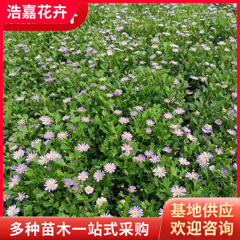Thousand-Headed Chrysanthemum Potted Plant Blooms in All Seasons, Ji Xiaoju Ball Chrysanthemum, Ping-Pong Small Daisy Seedling with Flower Plant