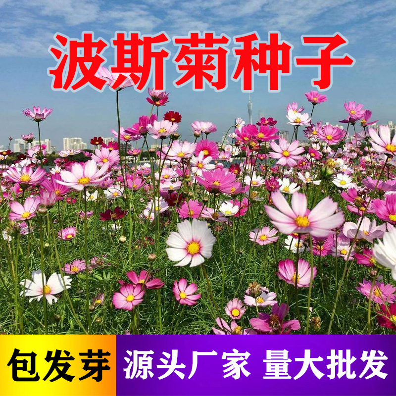 [Electronic Commerce Purchase] Sunflower Seeds, Wildflower Combination Bowl, Lotus Platycodon, Sunflower Seeds, E-Commerce Flower Seed Supply