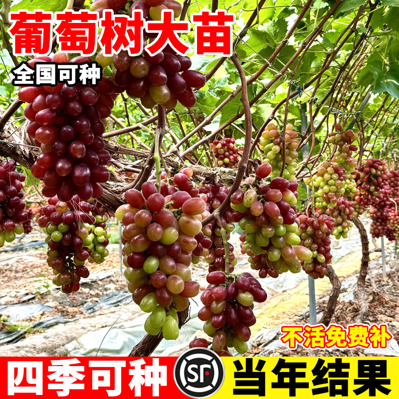 Sunshine Rose Grape Seedlings for Planting in Both Northern and Southern Regions, Cold-Resistant Nina Queen Sapphire Seedless Seedlings on Old Stumps
