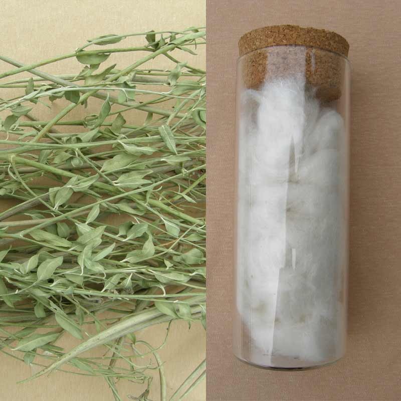 [Прямые продажи, оригинальная экология Синьцзяна] Бактерицидное волокно апокинума с дальним инфракрасным излучением