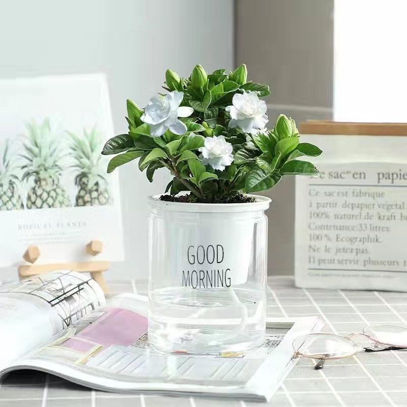 Green dill rich tree asparagus fleshy flower potted plant indoor mint rich bamboo hydroponic small green plant to feed well