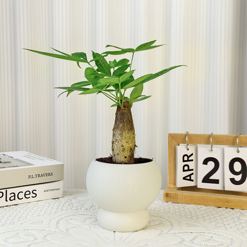 Money Tree Potted Florals and Green Plants in the Office, Formaldehyde-Absorbing Living Room, Purifying Air, Hydroponic Money Tree, Easy to Maintain