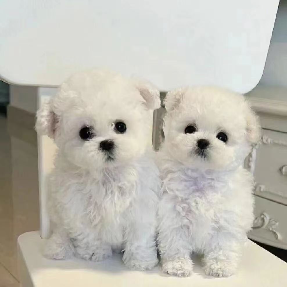 Wholesale Purebred Bichon Frize Puppies Live Bichon Frize Puppies Pet Dogs Bichon Frize Teacup Dog Bichon Frize Small Size Dogs