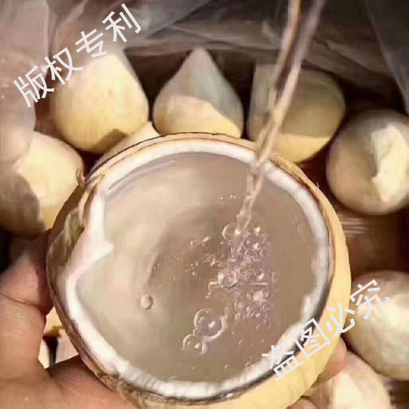 Imported from Thailand, Big Milk Coconut, Dan Nensha Perfume, Chicken Soup, Old Coconut, Fresh Fruit for Pregnant Women, Sf Free Shipping