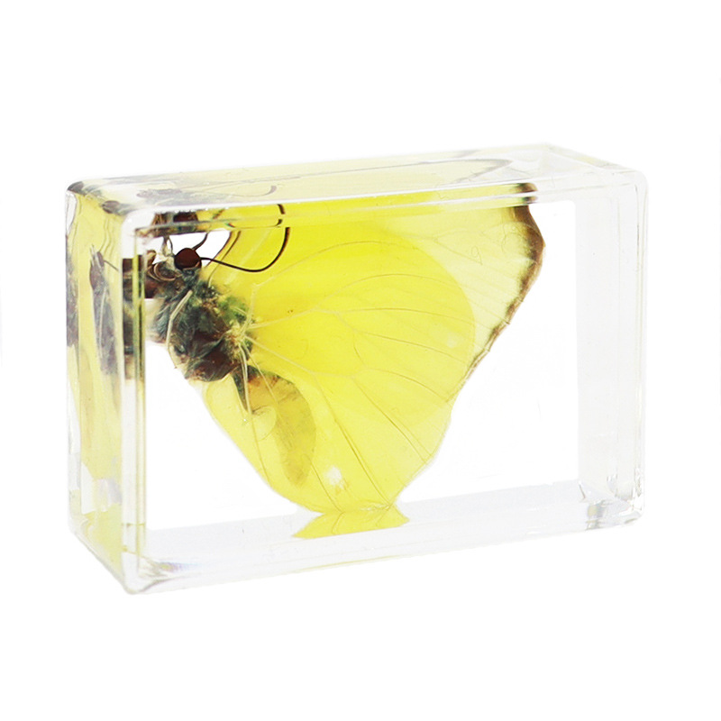 Zhenfang handicraft factory factory self-operated real butterfly glue specimen gift teaching utensils observation, study and research